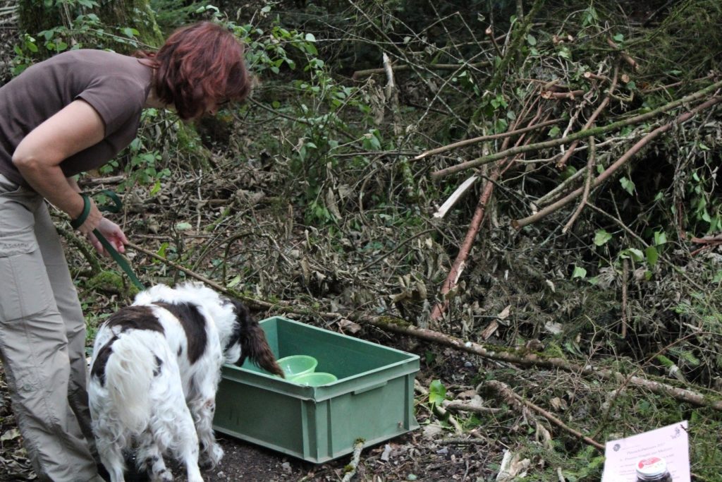 Kleiner Münsterländer, Jagdhund