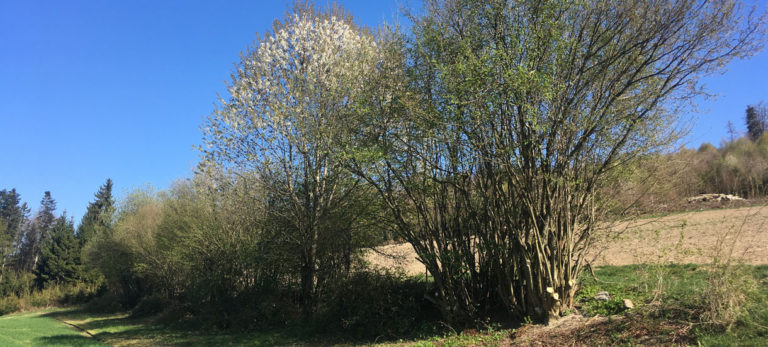 Hecke, Hag, Haselstrauch, Heckenpflege, Kirschbaum, Frühling, Mühleberg