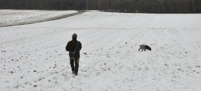 Nachsuche, Deutscher Wachtelhund, Winter, Schweissriemen, Ausarbeitung Schweissfährte